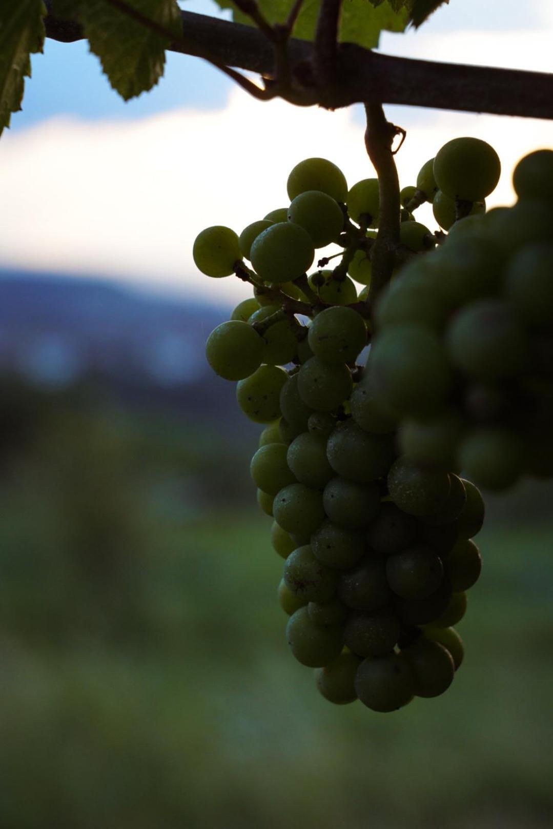 Pikol Lake Village Wine Estate Нова Гориця Екстер'єр фото